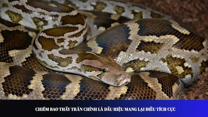 Chiêm bao thấy trăn chính là dấu hiệu mang lại điều tích cực