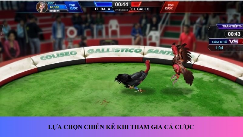 Chú ý cách lựa chọn chiến kê khi tham gia cá cược