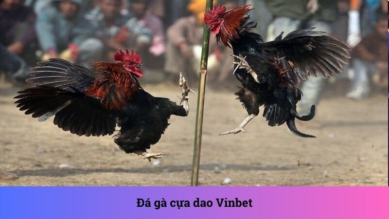 Đá gà cựa dao Vinbet: Cá cược chiến kê hấp dẫn nhất
