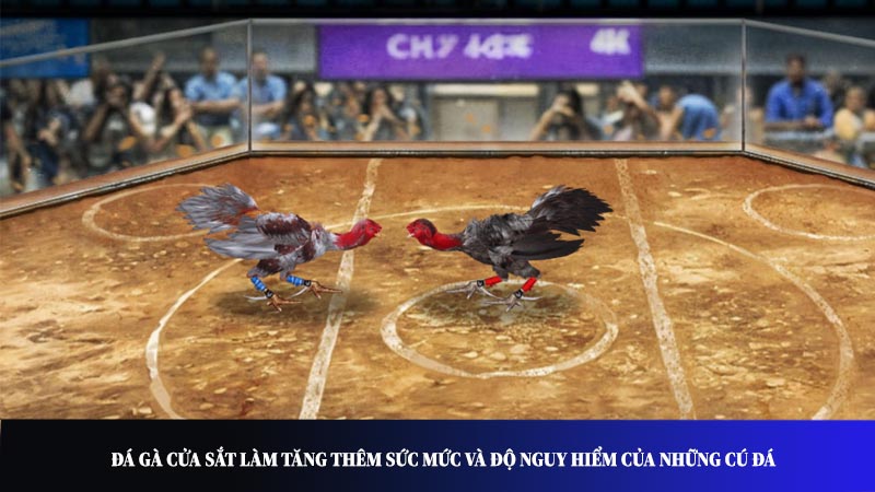 Đá gà cựa sắt làm tăng thêm sức mức và độ nguy hiểm của những cú đá