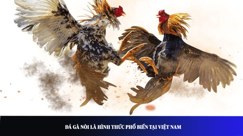 Đá gà nòi là hình thức phổ biến tại Việt Nam