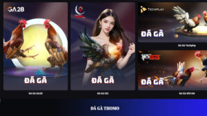 Đá gà Thomo – Chuyên mục giải trí dành cho kê thủ tại Vinbet