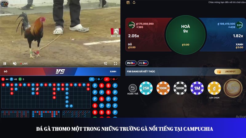Đá gà Thomo một trong những trường gà nổi tiếng tại Campuchia