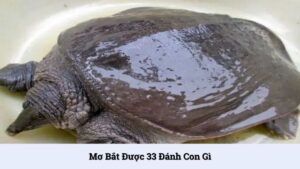 Giải mã giấc mơ bắt được 33 đánh con gì cực chuẩn xác