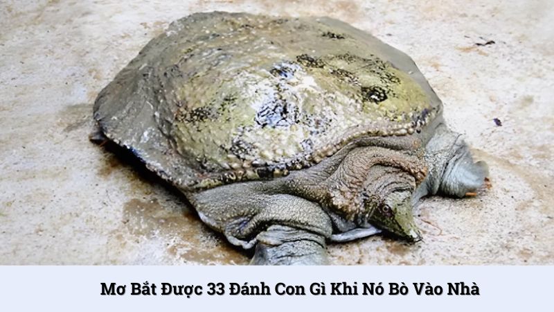 Mơ bắt được 33 đánh con gì khi nó bò vào nhà