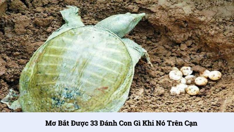 Mơ ba ba trên cạn đánh số 00, 01