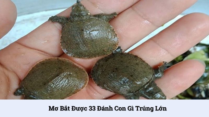 Các con số may mắn khi mơ bắt được ba ba