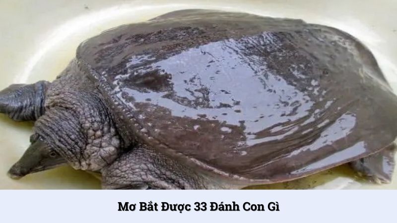 Giải mã giấc mơ bắt được 33 đánh con gì cực chuẩn xác