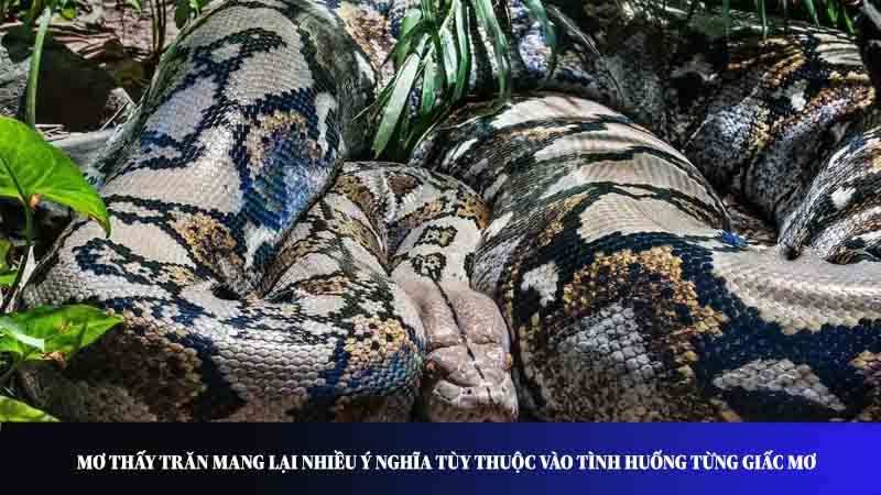 Mơ thấy trăn mang lại nhiều ý nghĩa tùy thuộc vào tình huống từng giấc mơ