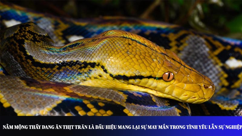 Nằm mộng thấy đang ăn thịt trăn là dấu hiệu mang lại sự may mắn trong tình yêu lẫn sự nghiệp