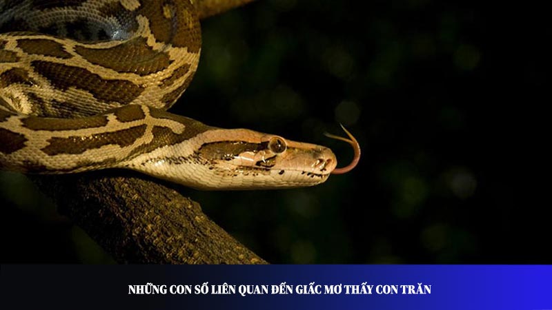 Những con số liên quan đến giấc mơ thấy con trăn