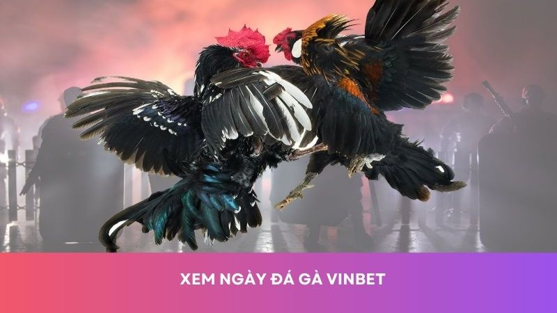 Xem ngày đá gà tăng cơ hội cá cược thắng lớn, lời cao