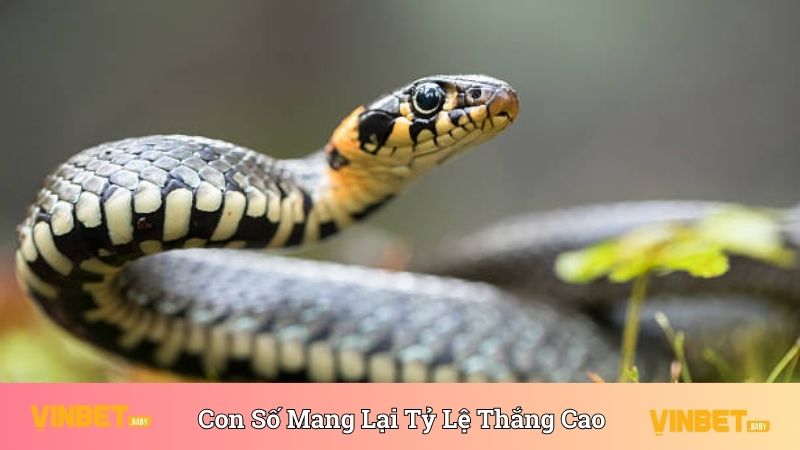 Con số mang lại tỷ lệ thắng cao khi nằm mơ thấy nhiều rắn