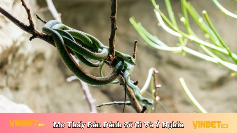 Mơ thấy rắn đánh đề con gì cùng lý giải tường tận ý nghĩa cụ thể 