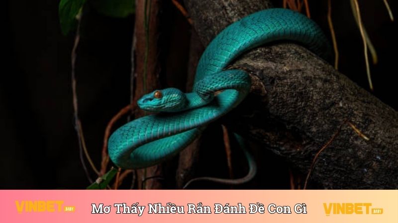 Nằm Mơ Thấy Nhiều Rắn Đánh Đề Con Gì