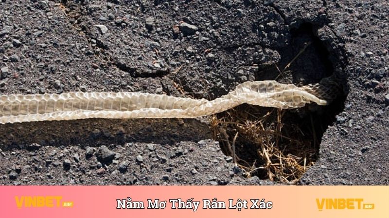 Nằm mơ thấy rắn lột xác thể hiện cho những điều tích cực 