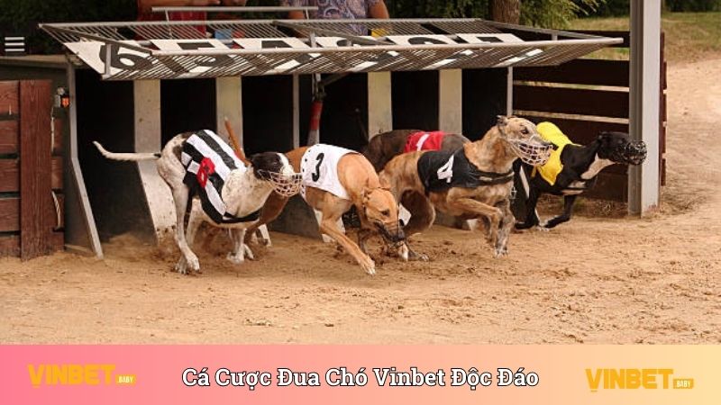 Cá Cược Đua Chó Vinbet