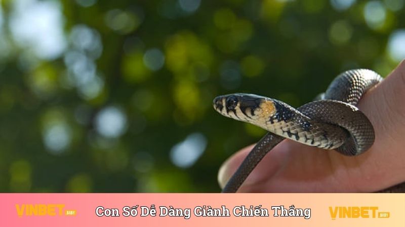 Con số dễ dàng giành chiến thắng khi nằm mơ thấy rắn cắn 