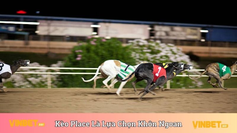 Kèo Place là kèo đấu đua chó được yêu thích hàng đầu