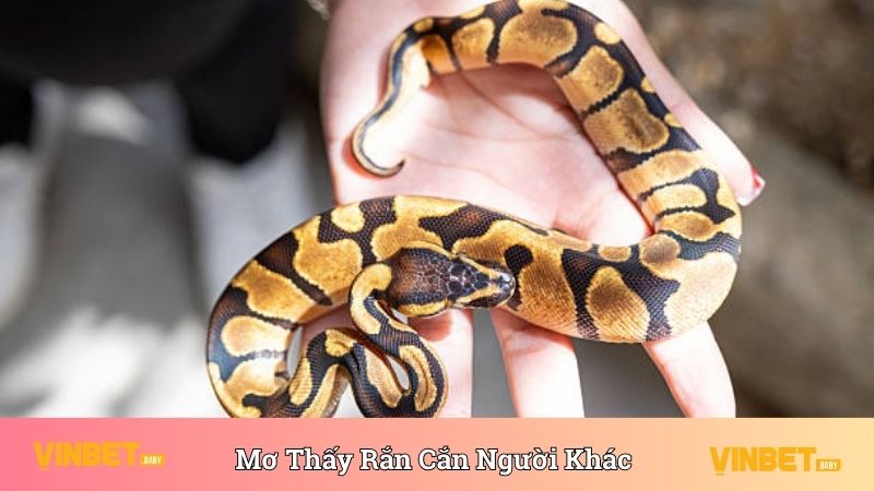 Mơ thấy rắn cắn người khác có thể là điềm báo vận hạn 