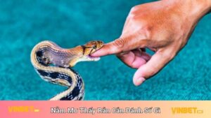 Nằm Mơ Thấy Rắn Cắn Đánh Số Gì