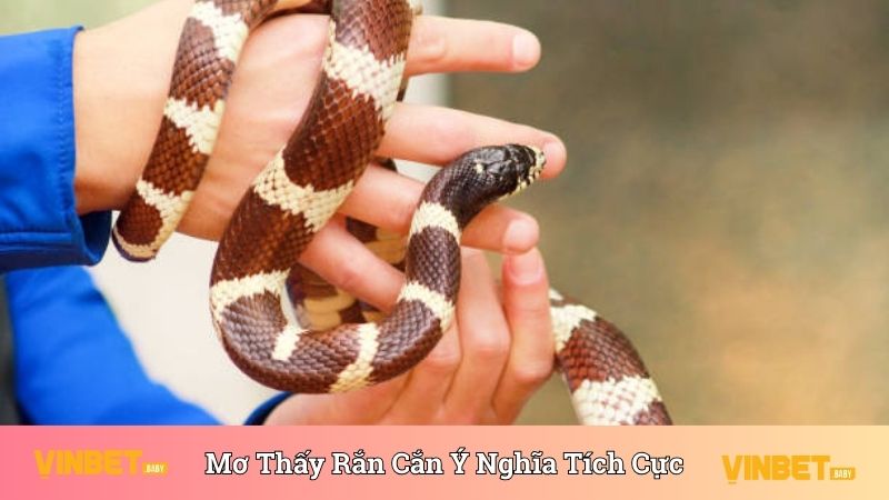 Nằm mơ thấy rắn cắn với những ý nghĩa tích cực, may mắn 